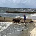 The Ultimate Guide to the Pet Policy at Boatyards in Calvert County, MD