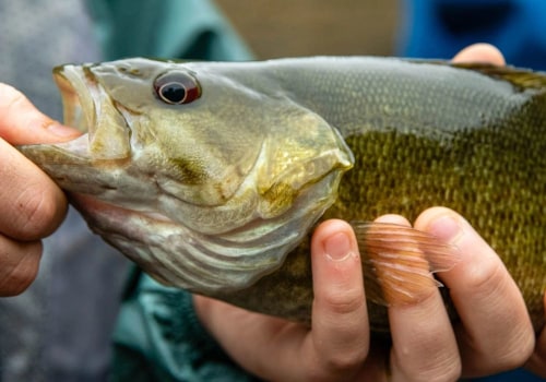 The Ultimate Guide to Fishing in Calvert County, MD